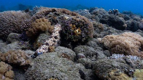 Sea cucumber at pagkilatan