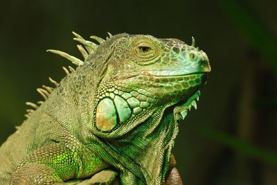 Close-up of lizard