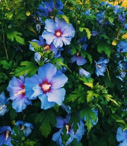 High angle view of purple flowers blooming outdoors