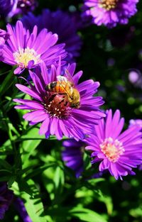 Close-up of bee pollinating on purple flower