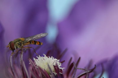 Close-up of insect on purple flower