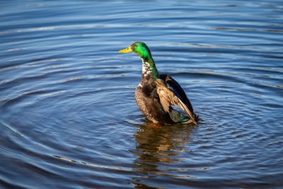 Bird swimming in a lake