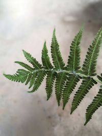 Close-up of fresh green leaves on plant