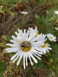 Close-up of white daisy flower