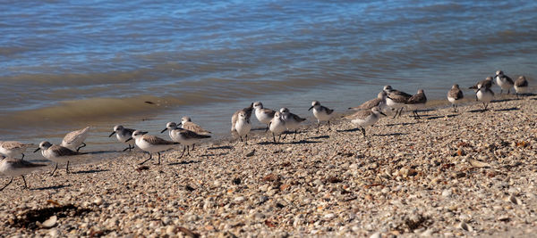 Cluster of black bellied plovers pluvialis squatarola birds on the white sands of clam pass 