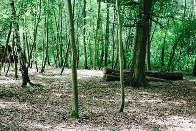 Bamboo trees in forest