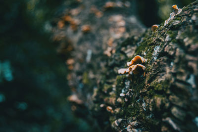 Close-up of mushrooms growing on tree trunk