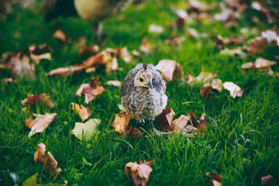 Young bird perching on grassy field