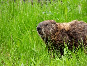 View of an animal on grass