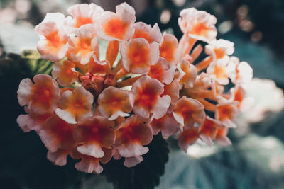 Close-up of orange flowering plant