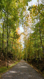 Road amidst trees in forest during autumn