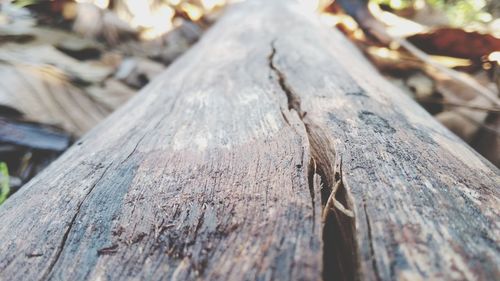 Close-up of tree trunk in forest