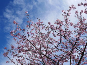 Low angle view of cherry blossoms against sky