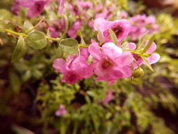 Close-up of pink flowers blooming outdoors