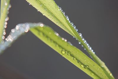 Close-up of raindrops on plant
