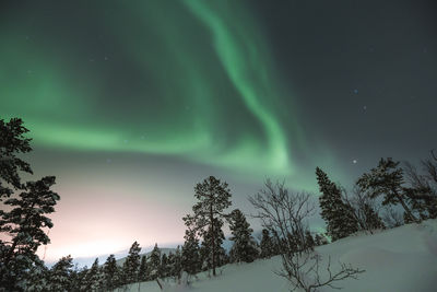 aurora