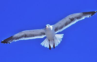 Low angle view of seagull flying