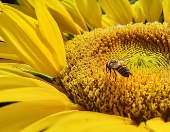 Honey bee pollinating on sunflower