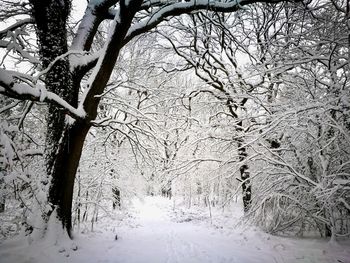 Bare trees during winter