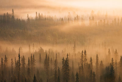 Scenic view of forest during sunset