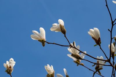 Low angle view of white flowering against clear sky