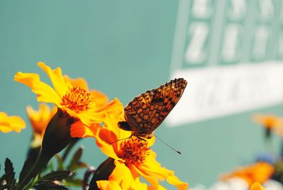 Close-up of butterfly perching on flower