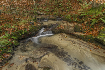 High angle view of stream flowing in forest