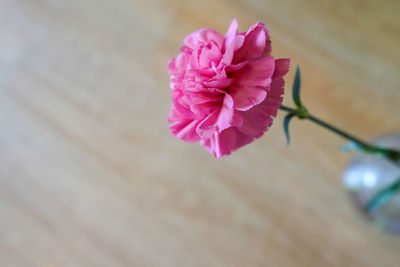 Close-up of pink flower