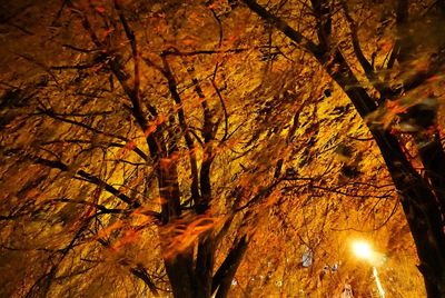 Low angle view of trees at night
