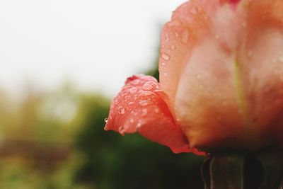 Close-up of wet rose blooming outdoors