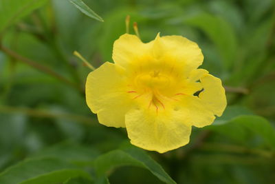 Close-up of yellow flower blooming outdoors