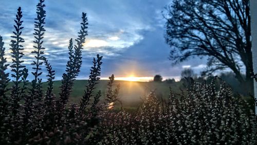 Close-up of fresh plants in field against sky