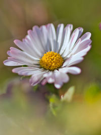 Close-up of white flower