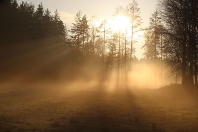 Sunlight streaming through trees in forest