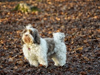 Portrait of little havanese dog standing on leaves in the forest