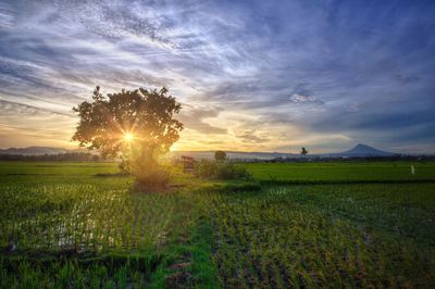 Scenic view of field against sky during sunset