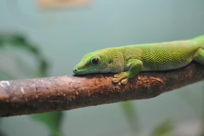 Close-up of lizard on tree