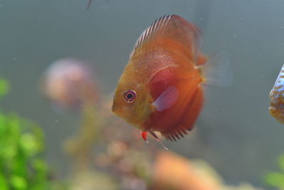 Close-up of fish swimming in sea