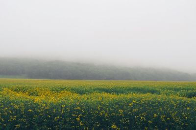 Oilseed rapes on field during foggy weather