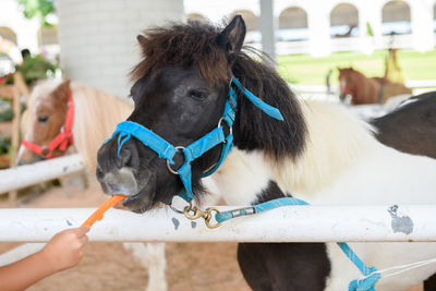 Little hand girl giving carrots to dwarf horse, feeding food concept