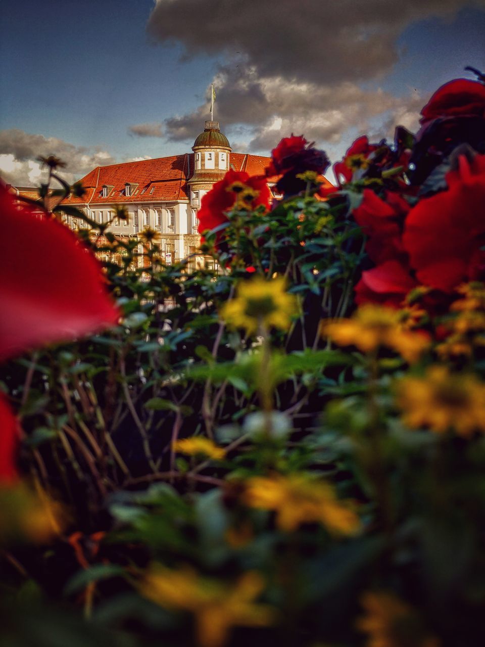 RED FLOWERING PLANTS BY BUILDINGS AGAINST SKY