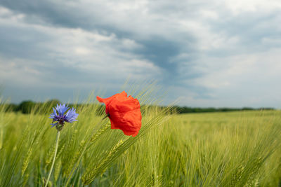 Close-up of red poppy flower on field against sky