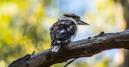 Close-up of bird perching on tree