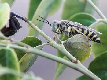 Close-up of insect on plant