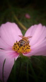 Close-up of bee on pink flower