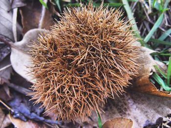 Close-up of cactus plant