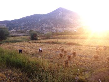 Scenic view of grassy field