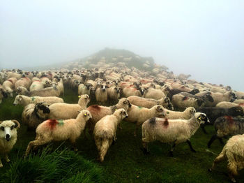 Flock of sheep grazing on field against sky during foggy weather