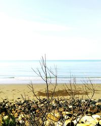 Plants on beach against clear sky