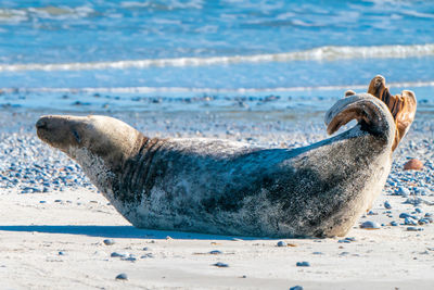 Close-up of seal swimming in sea